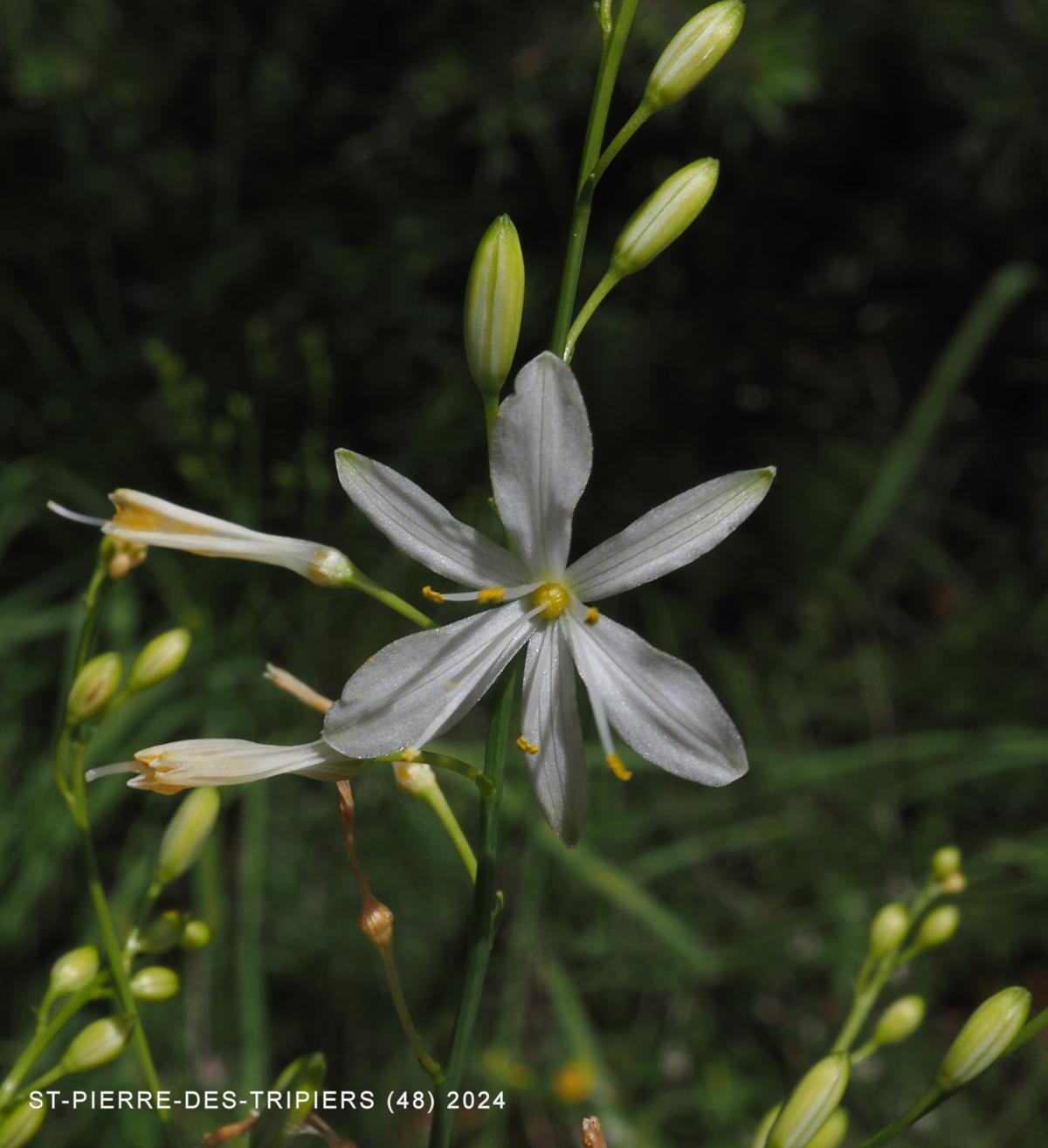 St.Bernard's Lily, Small flower